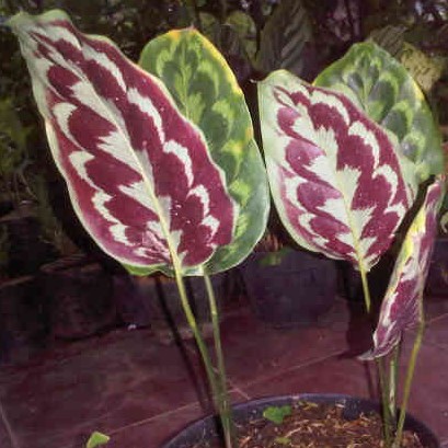 calathea merak peacock bibit tanaman hias daun