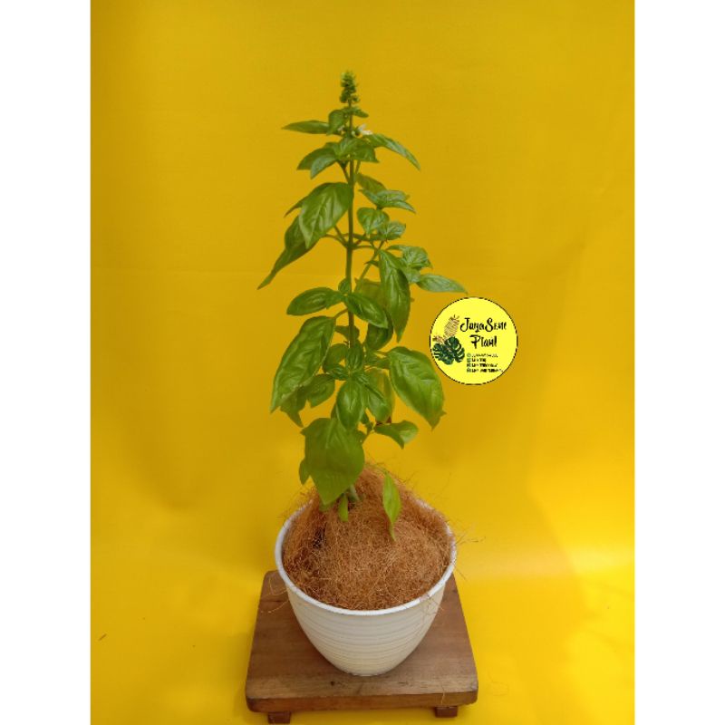 TANAMAN BASIL ITALIAN BASIL/FRESH BASIL + POT PUTIH