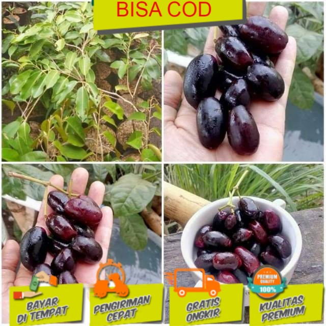 juwet atau jamblang hitam Bibit tanaman buah