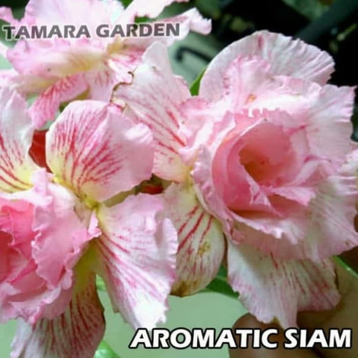 

Bibit Bunga Kamboja Adenium Aromatic Siam