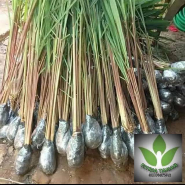 Pohon Sereh Merah - Bibit Tanaman Sereh Merah / Pohon Sereh Merah Wangi