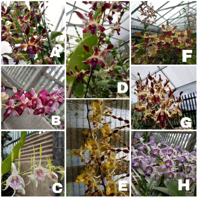 Dendro Seedling Melintir