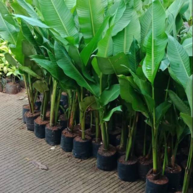 Pohon pisang karibay