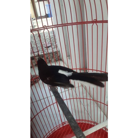 betina murai batu pastol