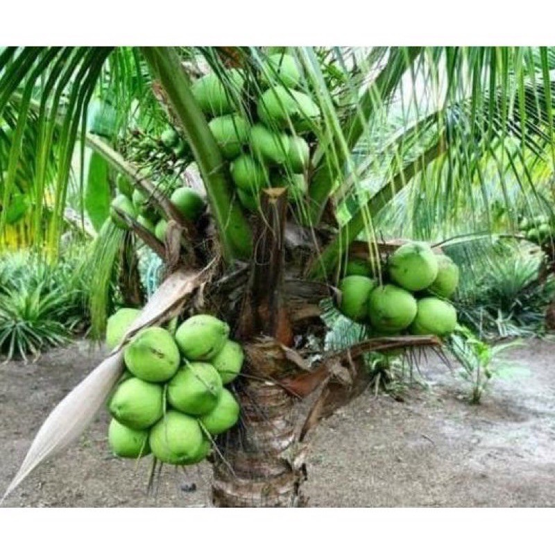 bibit kelapa kopyor hijau asli