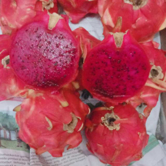 

buah naga merah super