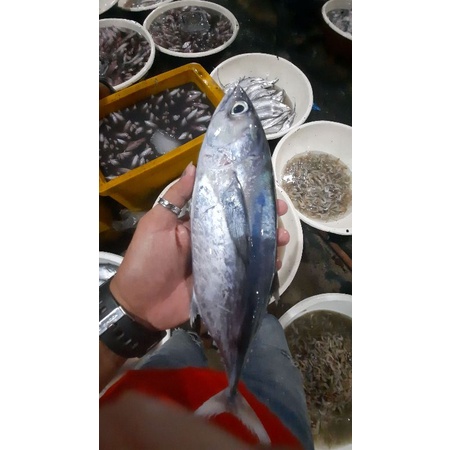 

ikan tongkol abu abu fress TOP