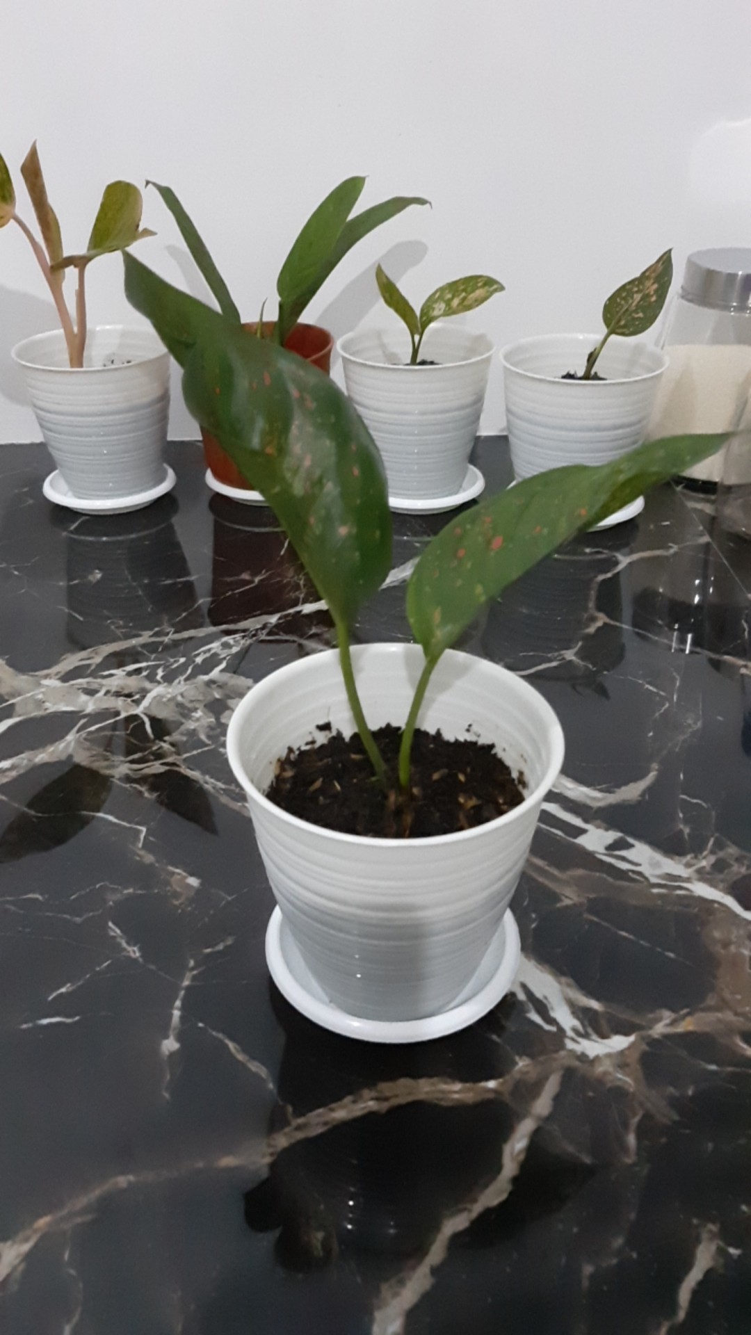 Tanaman Hias Bibit Aglonema Venus