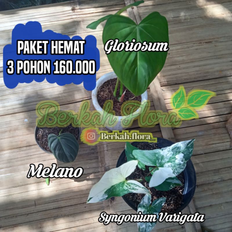 paket hemat 3 tanaman hias melano, gloriosum, syngonium varigata