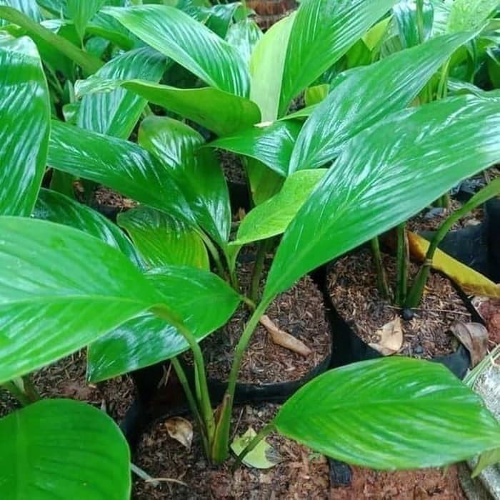 Menjual Produk tanaman hias philum local - peace lily tersedia -