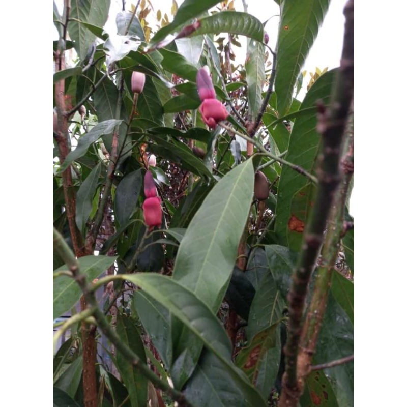 Bunga Cempaka Merah Asli 1 Kuncup