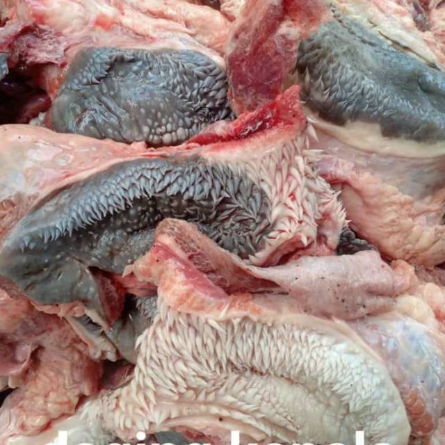 

Daging kepala / lips