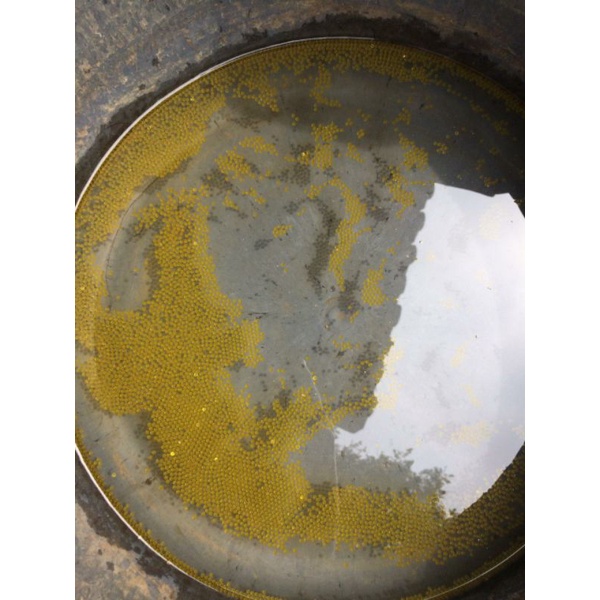 telor gurame soang 5000 butir