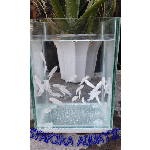 IKAN SNOW WHITE CICHILD untuk AQUARIUM & AQUASCAPE