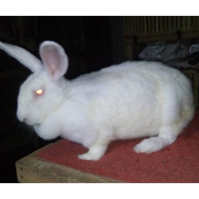 Kelinci indukan jumbo glemish giant