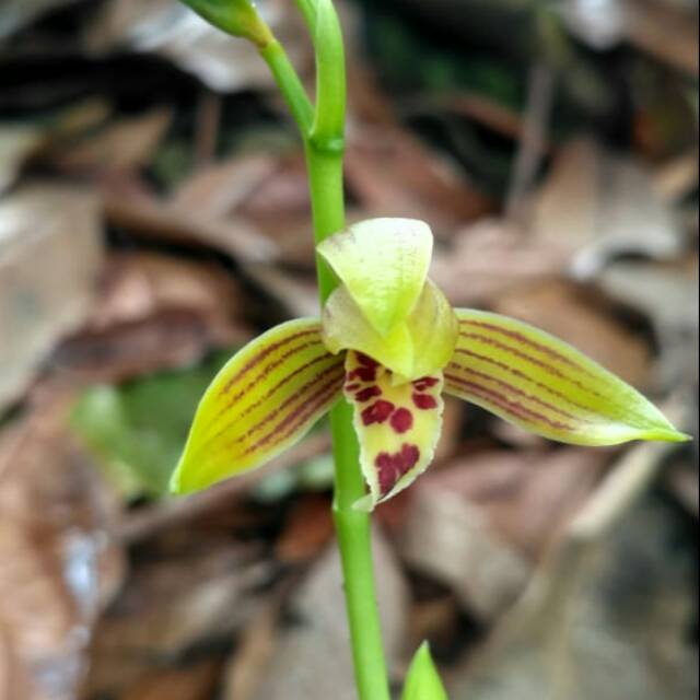 Cymbidium ensifolium