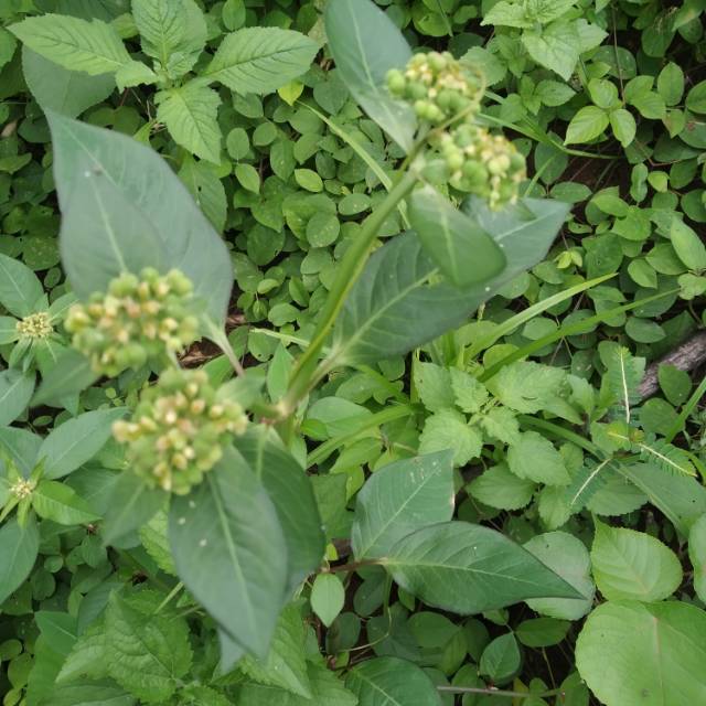 

daun kate mas 500 gram