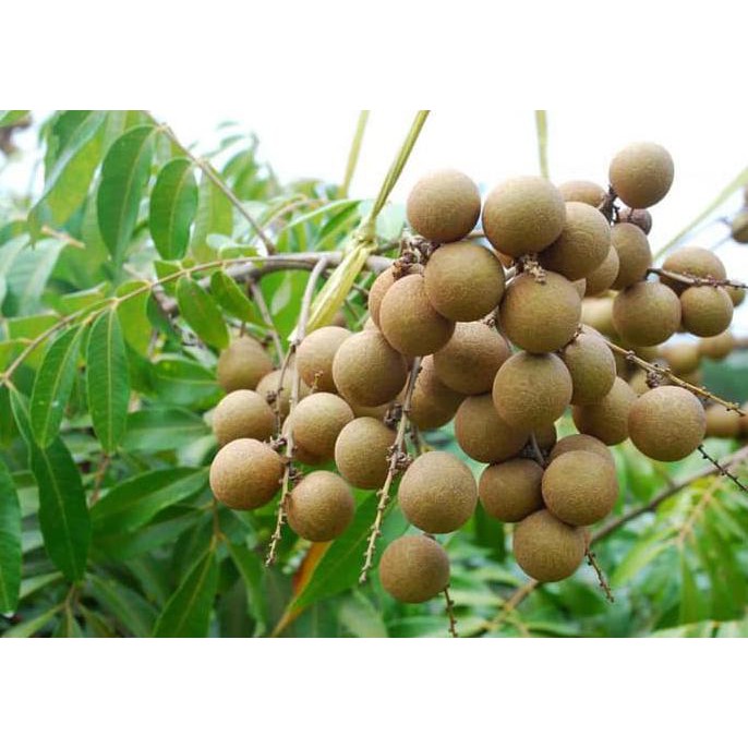 Bibit Kelengkeng Hawai / Bibit Buah / Tanaman H4I