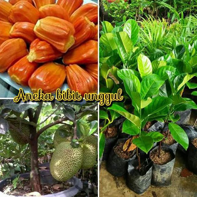 TERBAIK Dm19 Bibit Buah Nangka Mini Merah Atau Nangka Madu Kw Import TERMURAH