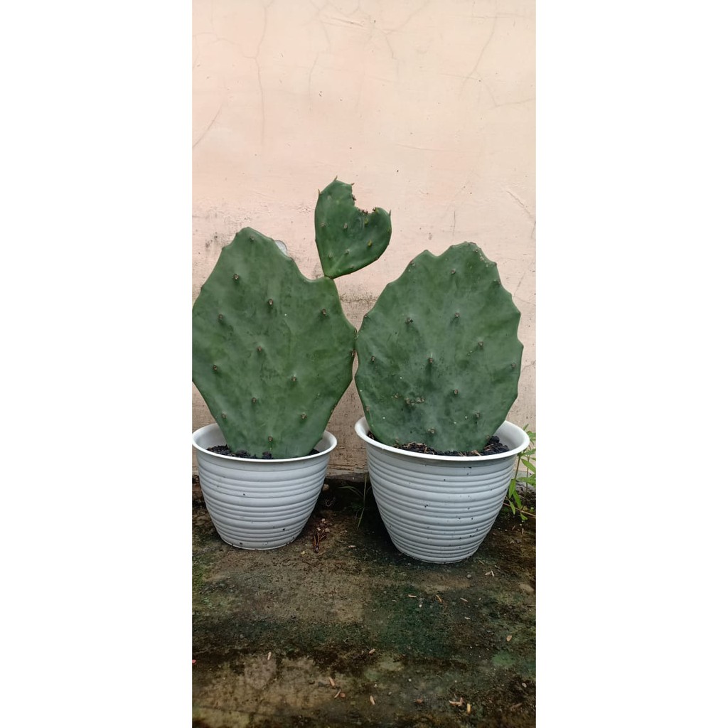 Opuntia Gomei PROMO