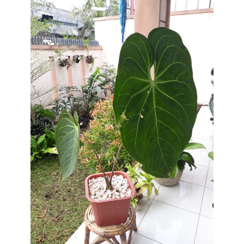 Anthurium regale x magneficum /kuping gajah hibrid