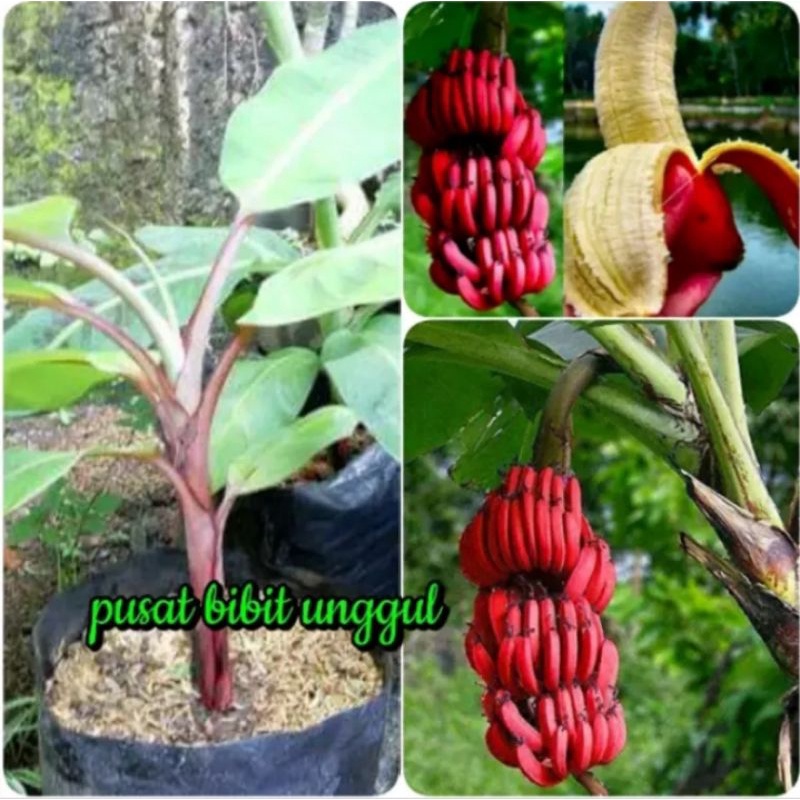 Jual Bibit Pisang Wulung,pisang Emas Pisang Langka Bisa Buat Pengobatan ...