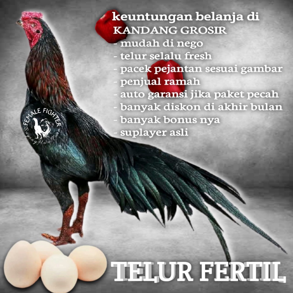koytrad brutal Ayam Bangkok TELUR FERTIL New Generasi