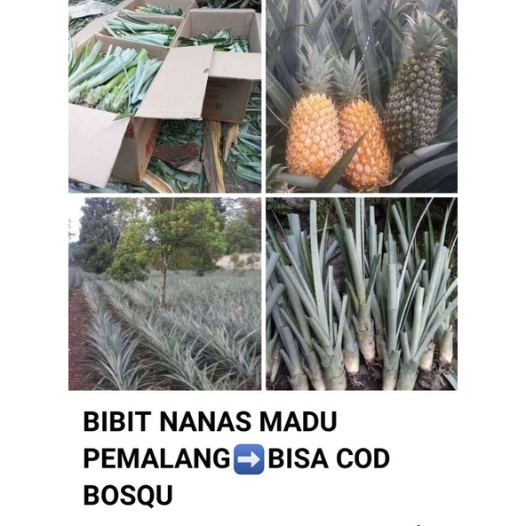 bibit nanas madu