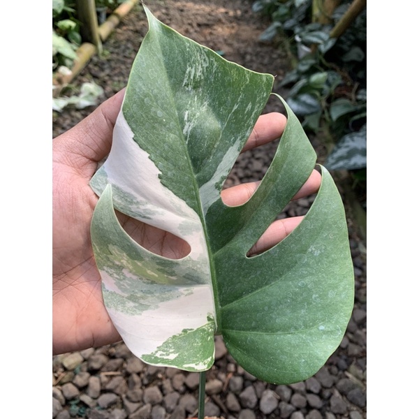 tanaman hias monstera varigata 1 daun pancing + tunas