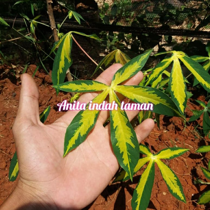 Jual Tanaman Singkong Varigata Shopee Indonesia