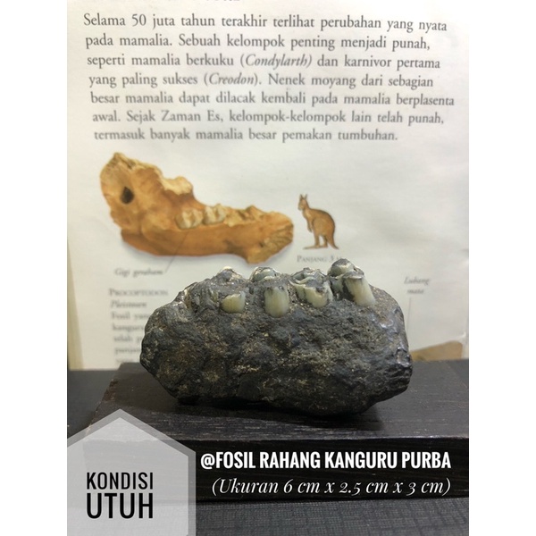 Fosil rahang kanguru purba R4 atau fosil rahang mamalia atau fosil hewan atau Fossil