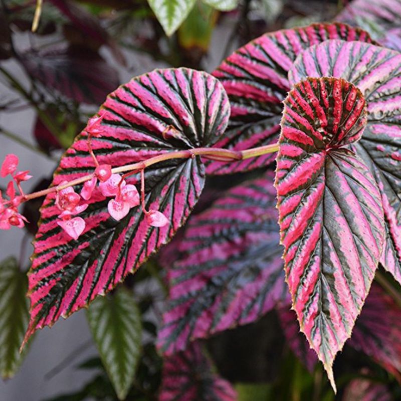 Tanaman hias hidup begonia rex walet - tanaman hias hidup begonia - bunga hidup-tanaman hidup-bunga 