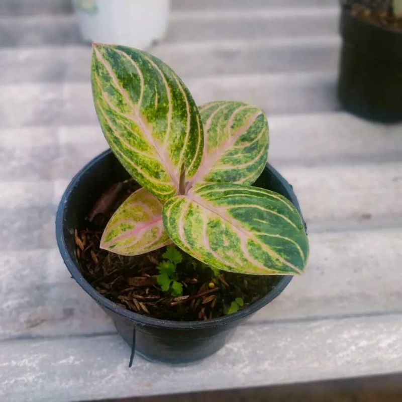 Aglonema Anakan Rinjani gold