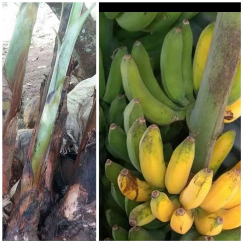 bibit pisang raja raja bulu