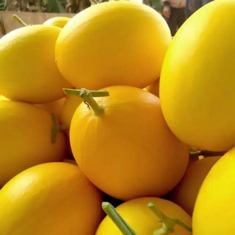 

melon golden