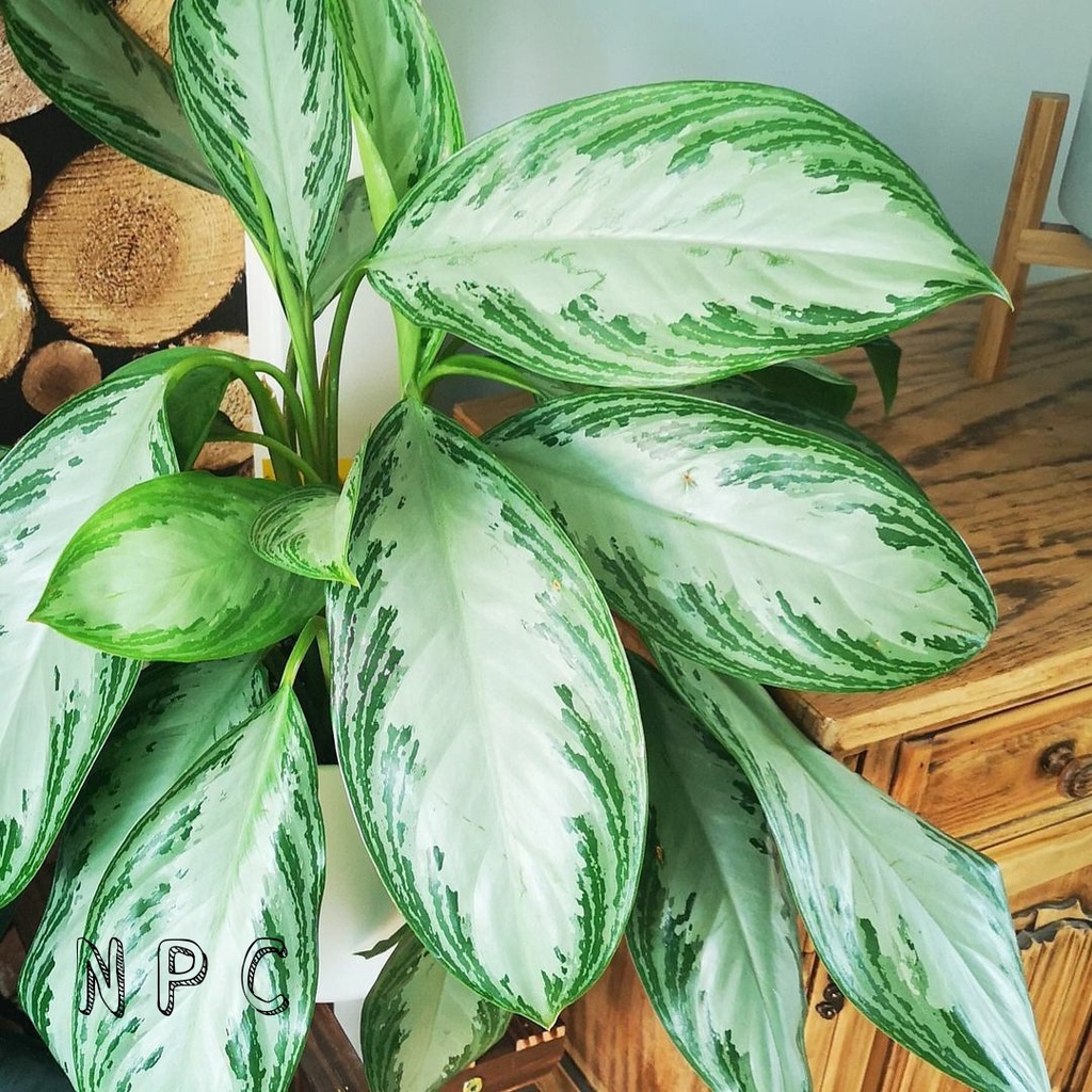 (ONGKIR TERMURAH) TANAMAN HIAS AGLAONEMA SILVER BAY | AGLAONEMA CHINESE SILVER BAY