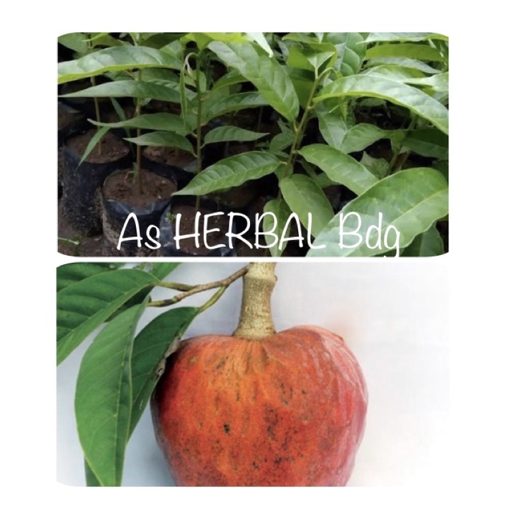 Bibit buah mulwo / bibit srikaya merah / bibit buah nona-az