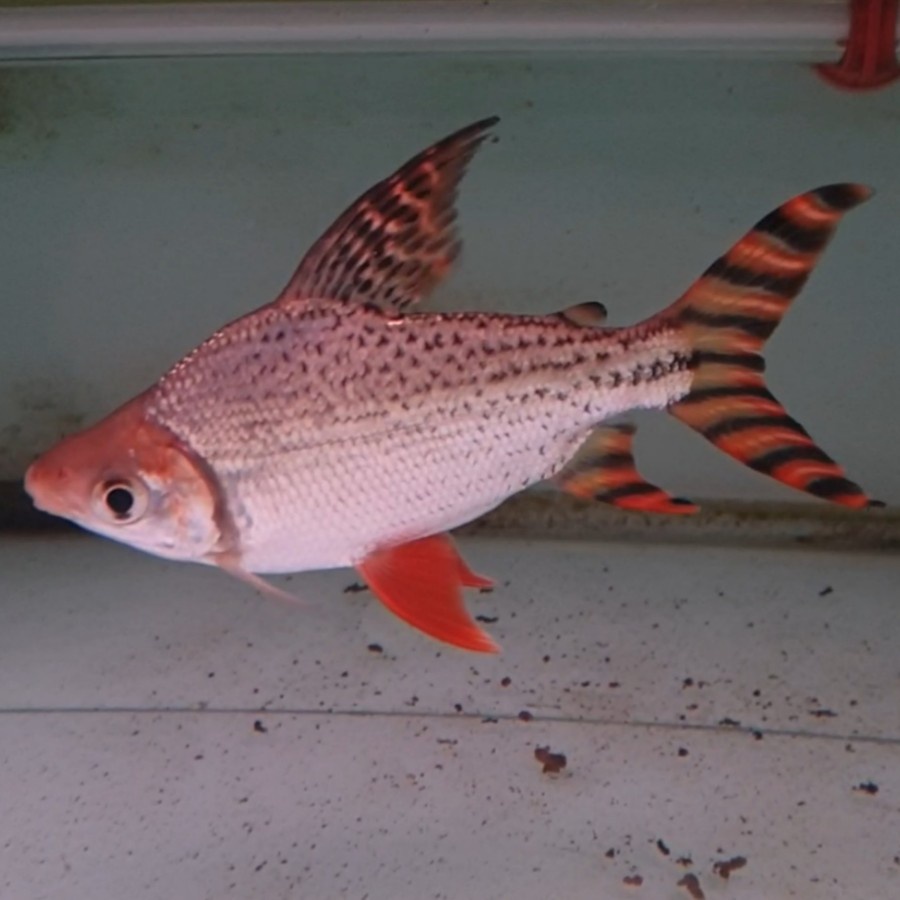 IKAN RED FEIFENG RFF AMRICAN FLAGTAIL 10CM 14CM 15-17CM 30CM 40CM JUMBO RED TANK MATE ARWANA PREDATO