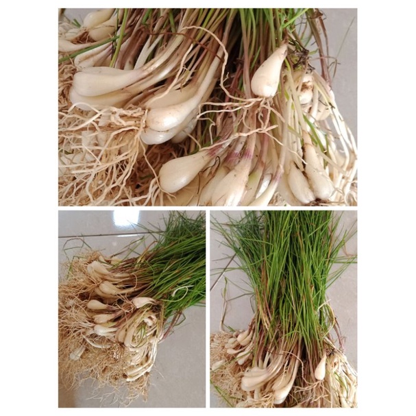kuncai kucai 1kg