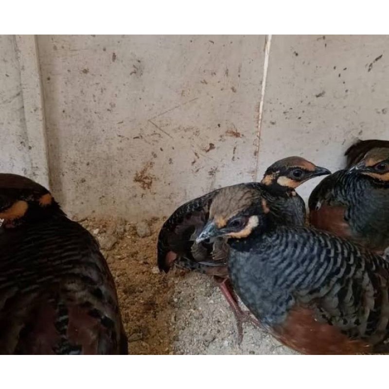 burung puyuh gonggong sepasang