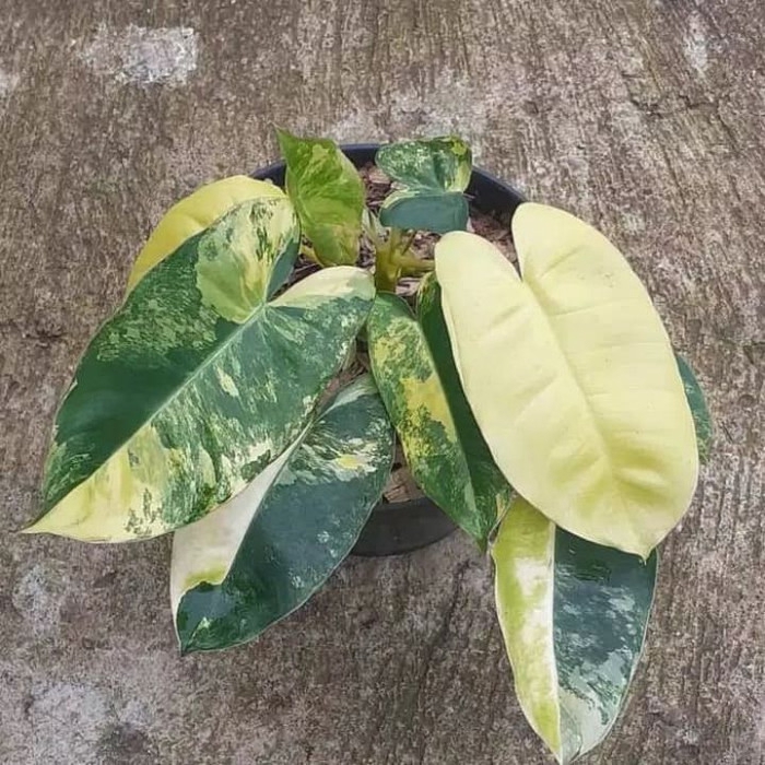 Pohon Hias Brekele Varigata - Tanaman Hias Berekele Varigata