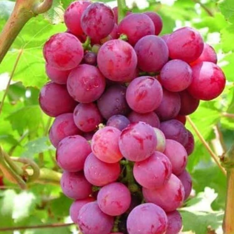 BIBIT ANGGUR MERAH SUPER MANIS