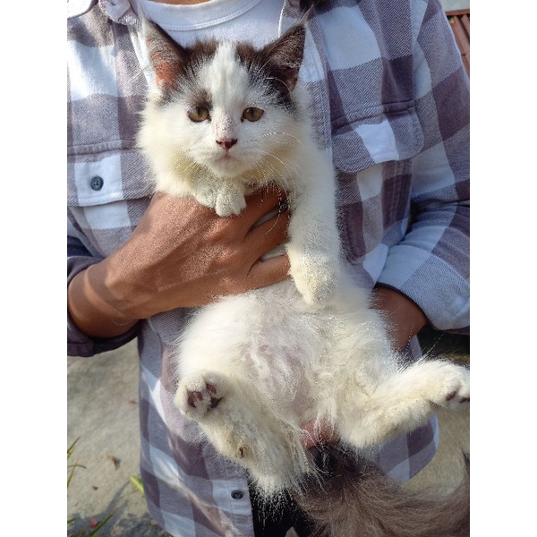 KITTEN PERSIA BULU KAPAS//500.000
