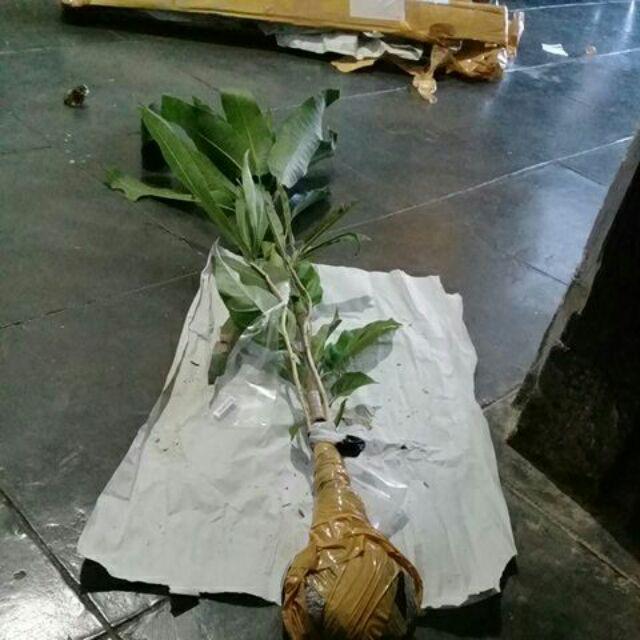 Bibit Mangga Alpukat Supermurah