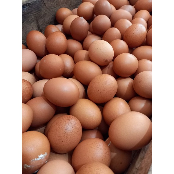 

Telur ayam negeri 5kg