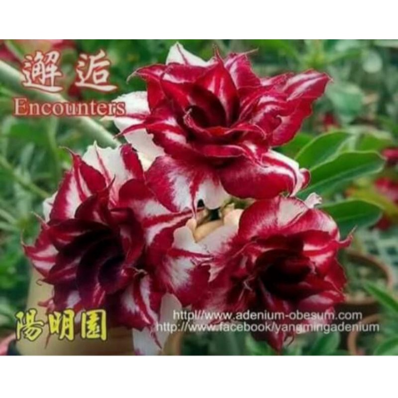 Adenium kamboja bunga tumpuk id encounters