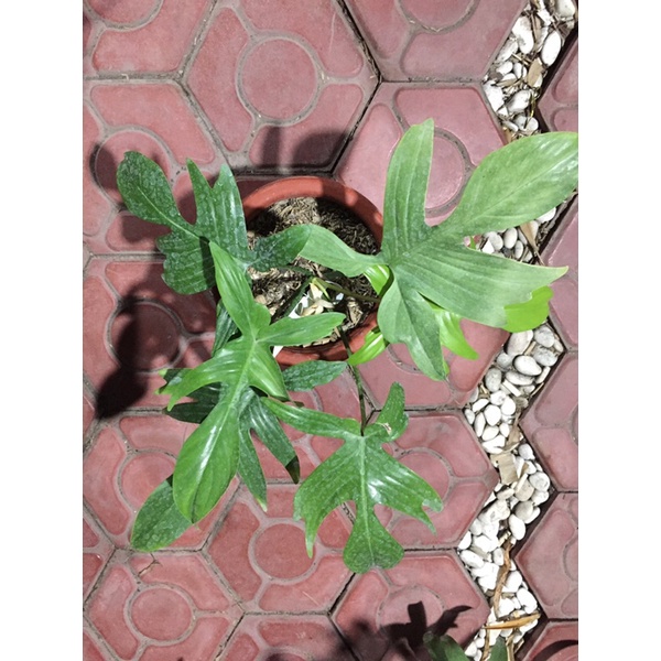 Philodendron Florida