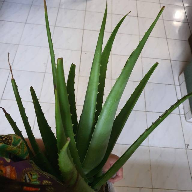

Lidah buaya