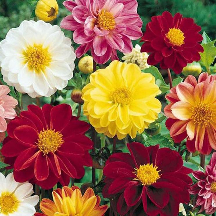 FLASH SALE Dahlia Unwins Dwarf Mix  5 Benih/Pack