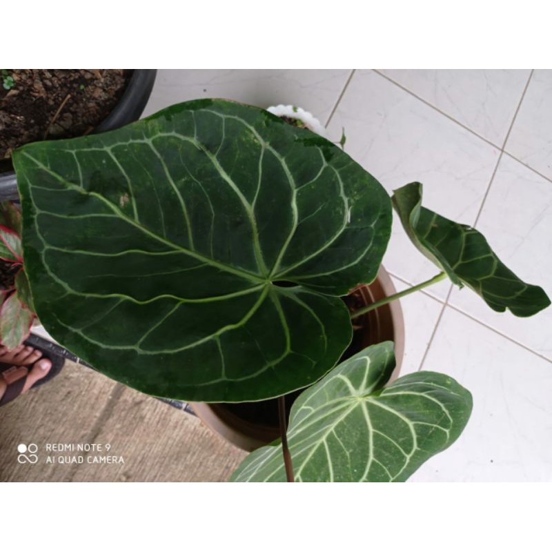 Anthurium Magnificum Stang Kotak